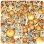Псилоцибиновые (галлюциногенные)  грибы Psilocybin "Golden Teacher" в Шагонаре