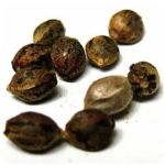 Семена марихуаны АК-47  (Seeds AK-47) в Шагонаре